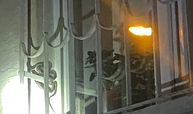 Cam korkuluktaki yılan paniğe neden oldu