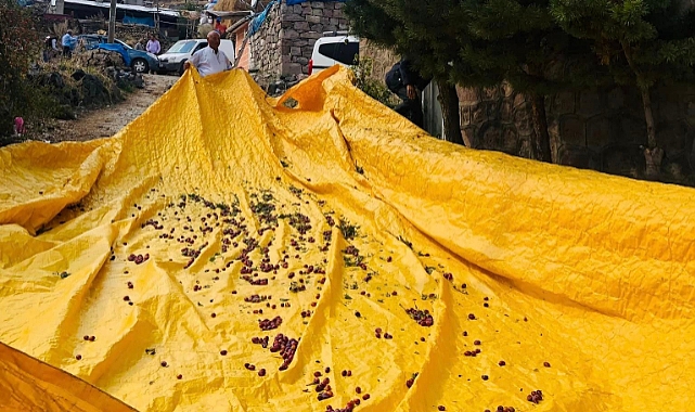 Cancur Festivali bitti hasadı başladı