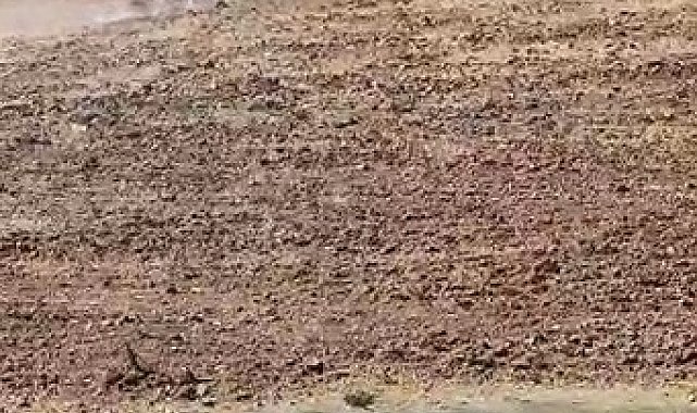 Çiftçinin kabusu domuz sürüsü görüntülendi