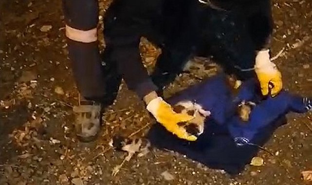 Çöpe atılan yavru kediler, belediye temizlik personelinin dikkati sayesinde kurtuldu