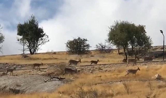 Dağ keçileri sürü halinde görüntülendi