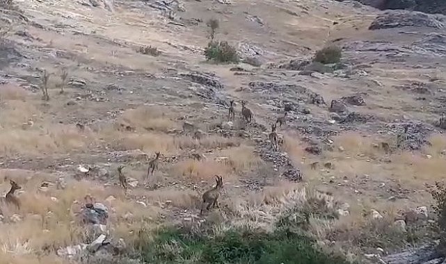 Dağ keçileri sürü halinde Harput'ta görüntülendi