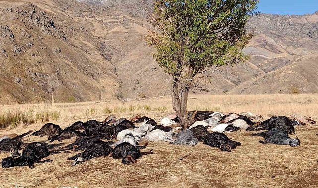 Derecik'te yıldırım düştü, 62 hayvan telef oldu