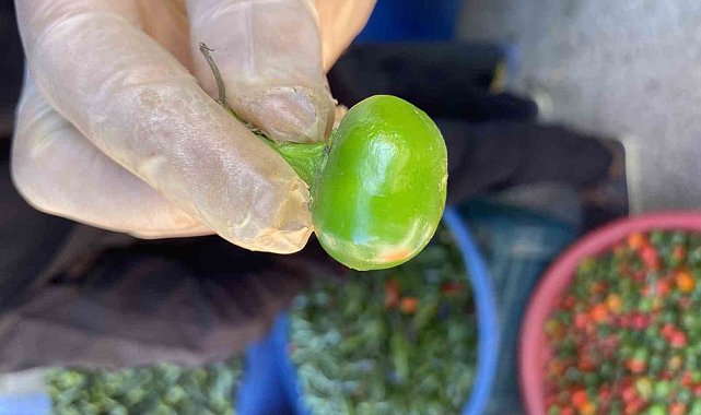 Domates görünümlü biberler ilgi odağı oldu