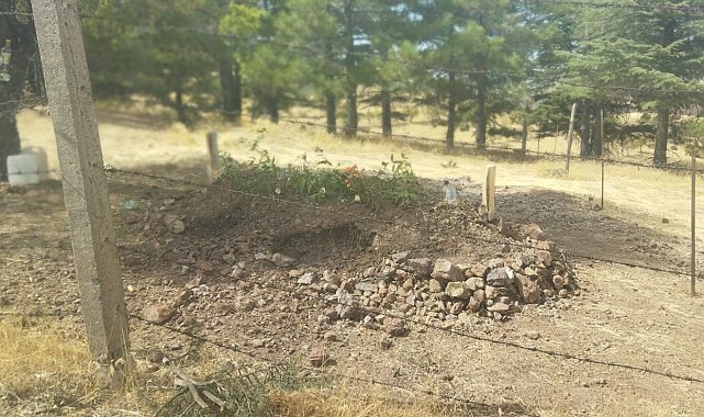 Domuzların talanı bitmedi: Bu defa mezarlıklara dadandılar