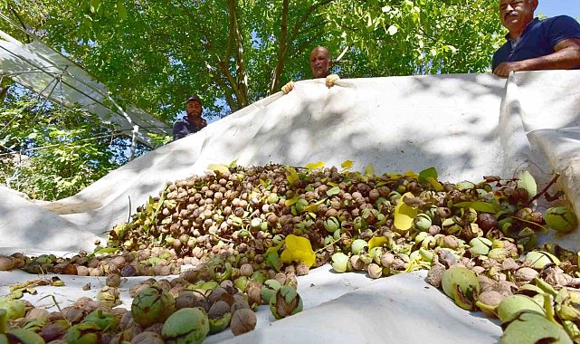 Dünyaca ünlü Adilcevaz cevizinin hasadı devam ediyor