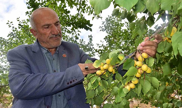 Ekim ayında meyve veren kayısı ağacı şaşırttı