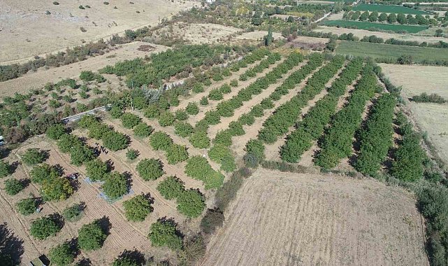 Elazığ'da 125 bin ceviz ağacında hasat başladı