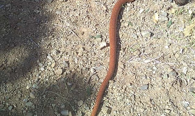 Elazığ'da 2,5 metre uzunluğundaki yılan korkuttu