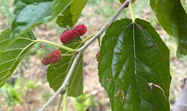 Elazığ'da ağaçlar da şaşırdı: Sonbaharda dut ağacı ikinci kez meyve verdi