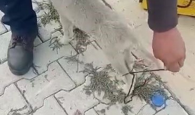 Elazığ'da ayakları bağlı olan köpeği vatandaşlar kurtardı
