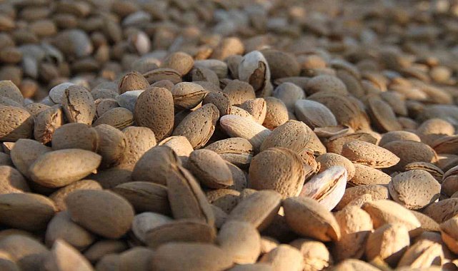 Elazığ'da badem hasadı sürüyor