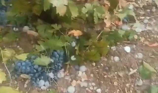 Elazığ'da dolu üzüm bağlarını vurdu