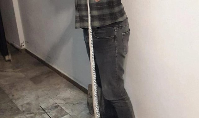 Elazığ'da elektrik panosuna giren yılan korkuttu