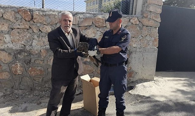 Elazığ'da jandarmanın bulduğu 2 yaralı baykuş koruma altına alındı