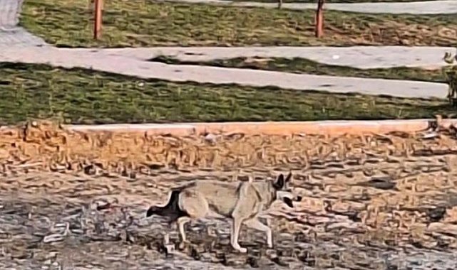 Elazığ'da yolunu kaybeden kurt şehir merkezine indi