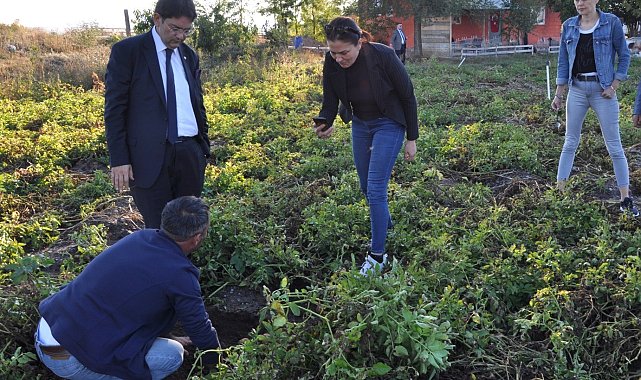 Erzurum'da mor patates ekilecek
