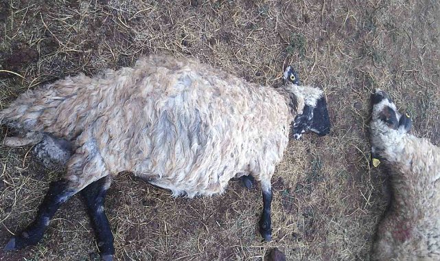 Güroymak'ta yıldırım düştü: 25 koyun telef oldu