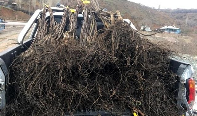 Hakkari'de meyve fidanı dağıtımı yapılacak
