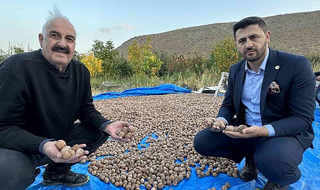 İran sınırında ceviz hasadı
