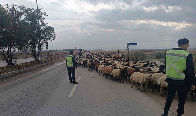 Jandarma ekipleri hayvanlar için güvenli geçiş sağladı