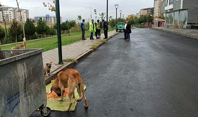 Jandarma ekipleri sokak hayvanlarını besledi