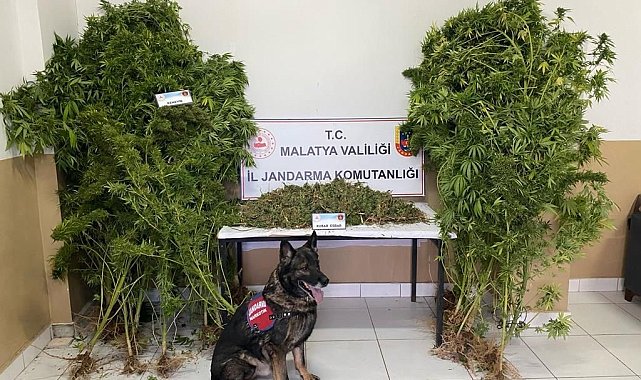 Jandarmadan uyuşturucu operasyonu: 2 tutuklama