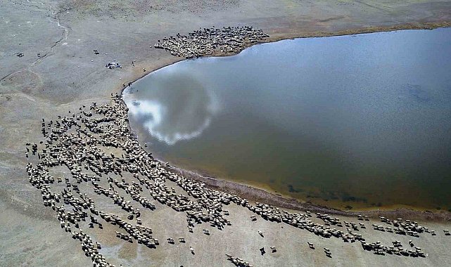 Kalp Gölü'ne su içmeye gelen sürüler kartpostallık görüntüler oluşturdu