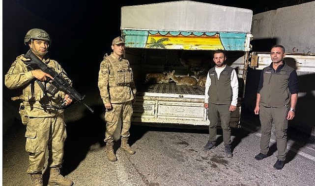 Kamyon kasasında 4 alageyik ele geçirildi