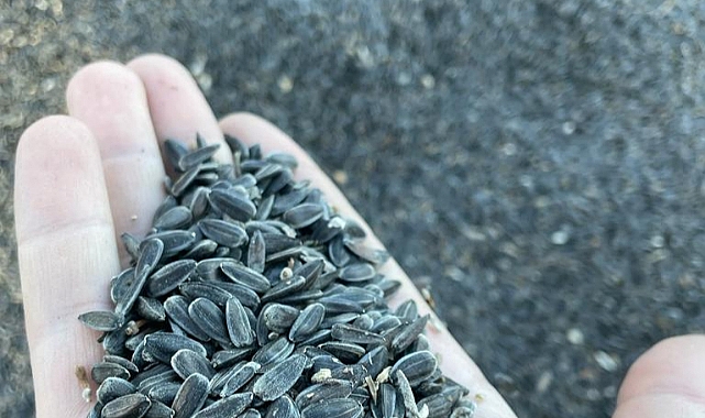 Kars'ta ayçiçeği alımları başladı