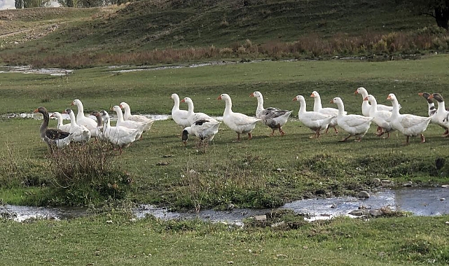 Kars'ta kazlar kesim öncesi besiye alındı