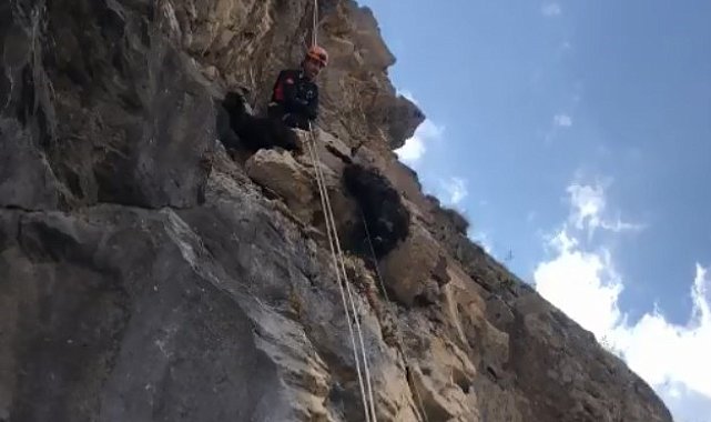 Kayalıkta mahsur kalan keçileri AFAD kurtardı