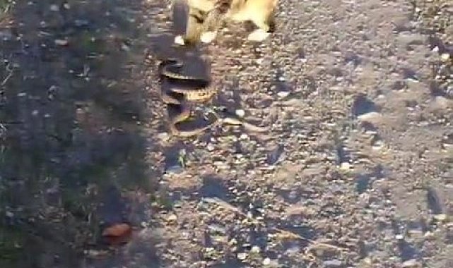 Kediyle yılanın kavgasının galibi kedi oldu