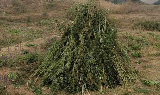 Kendiliğinden Yetişen 66 Bin 622 Kök Kenevir İmha Edildi