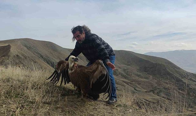 Kızıl akbaba 3 ay sonra yeniden özgür