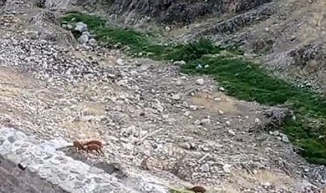 Koruma altındaki dağ keçileri Harput'ta görüntülendi