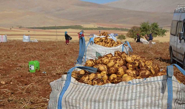 Malatya'da patates hasadı