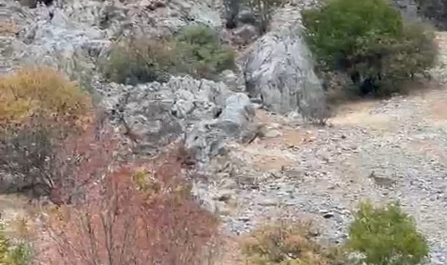 Malatya'da yaban keçileri sürü halinde görüntülendi