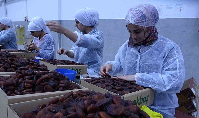 MTB Başkanı Özcan: "Kayısı titiz bir sürecin ardından sofralara ulaşıyor"