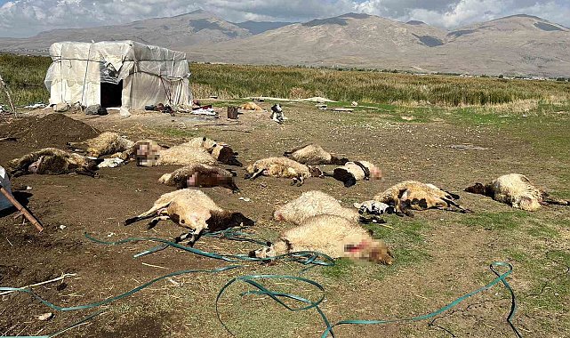 Muradiye'de 40 küçükbaş hayvan telef oldu