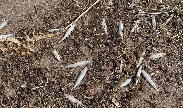 Nereden geldiği bilinmiyor: İsrail sazanları karaya vurdu