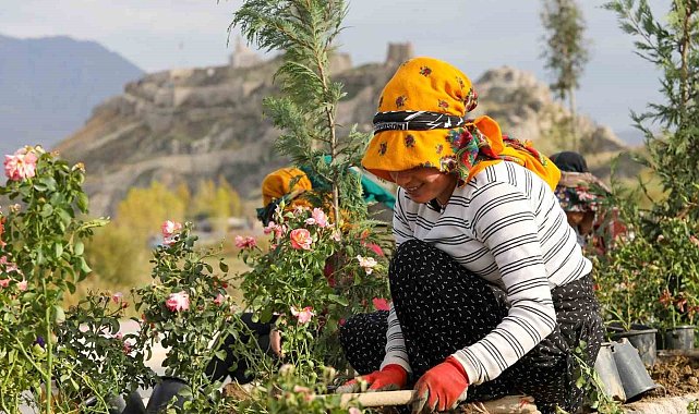 Sahil Yolu'nda peyzaj ve ağaçlandırma çalışmaları sürüyor