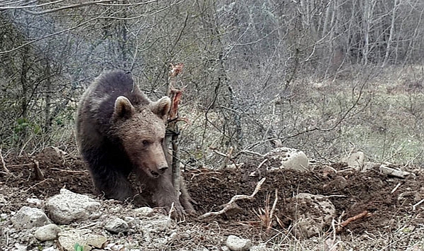 Sarıkamış’ta ayı saldırısı: 3 yaralı