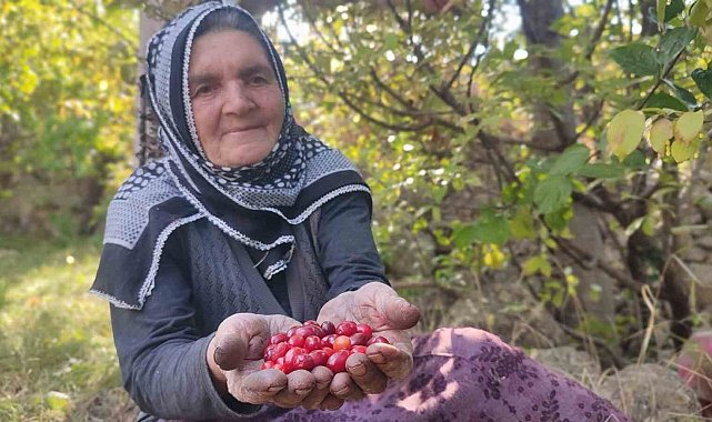 Şifa deposu kızılcıkta hasat vakti