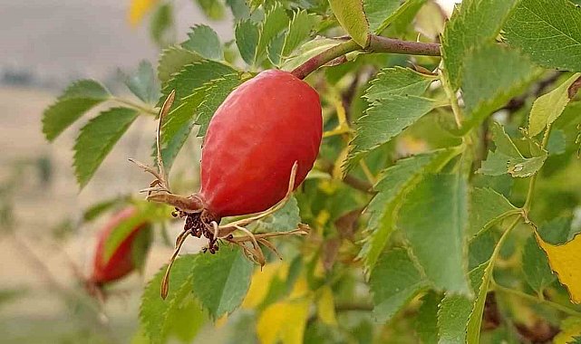 Şifa deposu kuşburnunda kış hazırlığı