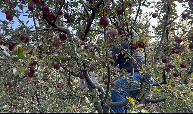 Tatvan'da elma hasadı