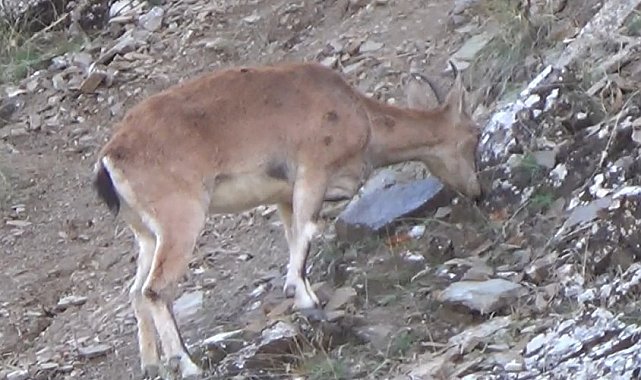 Tunceli'de, koruma altında bulunan yaban keçileri görüntülendi