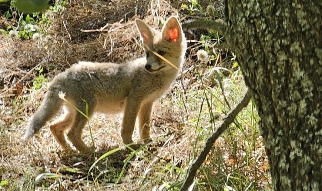Tunceli'de tilkiler, havadan aşılanacak