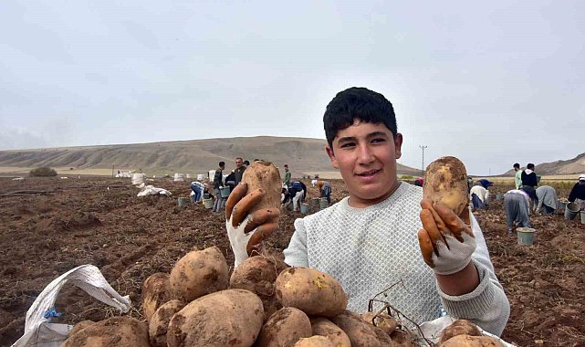 Türkiye'nin patates ambarlarından olan Ahlat'ta hasat başladı