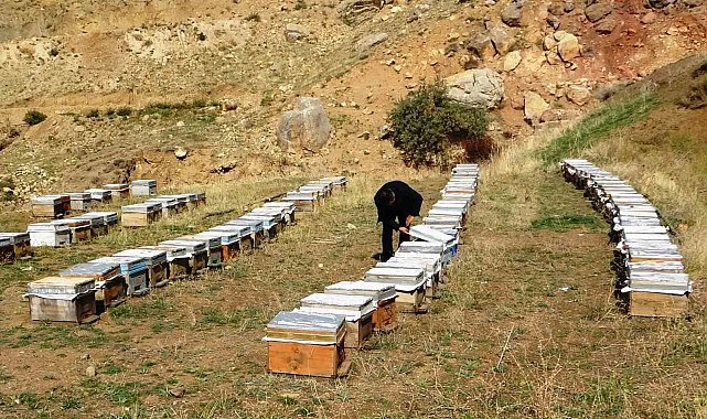 Van Arıcılar Birliği Yönetim Kurulu Üyesi Tandoğan: "Van balı, kesinlikle hak ettiği yerde değildir"
